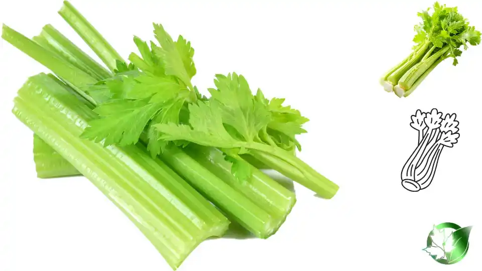 Commercial presentation of Frozen Fried Celery for wholesale product evaluation and buyer review.